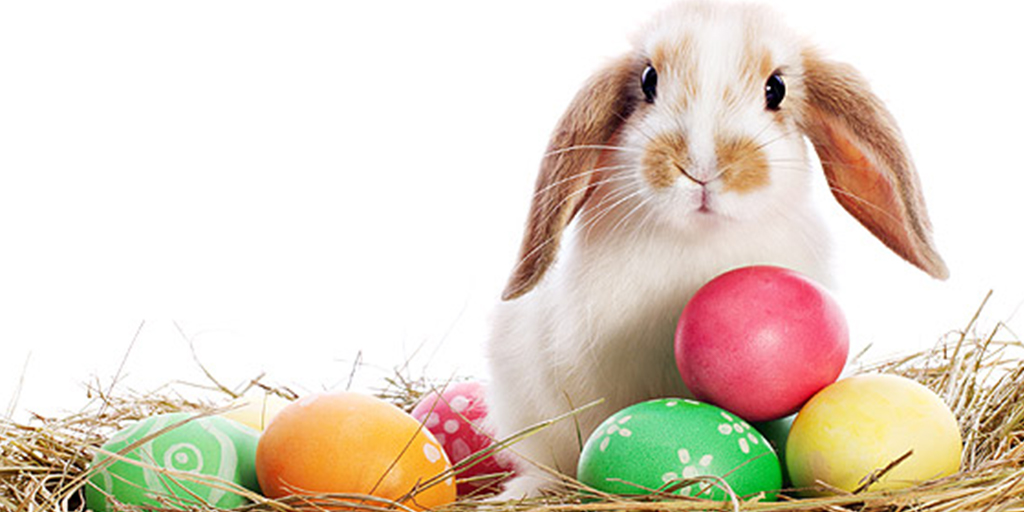 Bunny with easter eggs